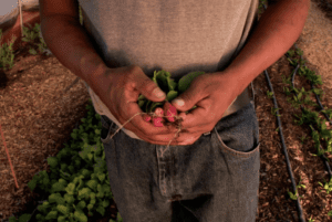 overhead photo of a man's hands holding radishes