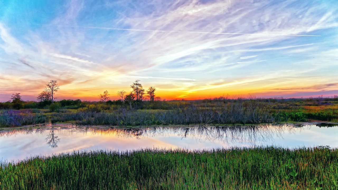 photo of a wetland area