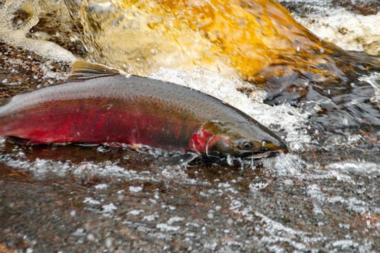 A photo of a salmon